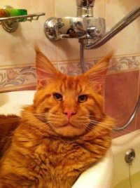 Создать мем Рыжий кот