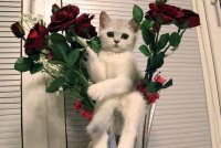 Создать мем С 23 февраля