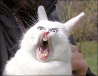 Создать мем Screaming rabbit