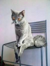 Создать мем Упоротый Кот