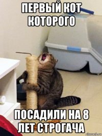первый кот которого посадили на 8 лет строгача
