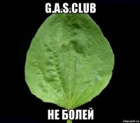 g.a.s.club не болей