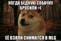 когда бедную собачку бросили =( её взяли сниматся в mlg