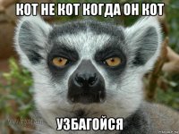 кот не кот когда он кот узбагойся