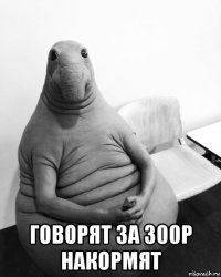  говорят за 300р накормят