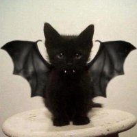 Создать мем Batcat