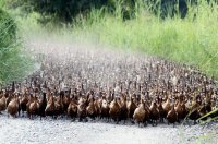 Создать мем Буржуйские паразиты