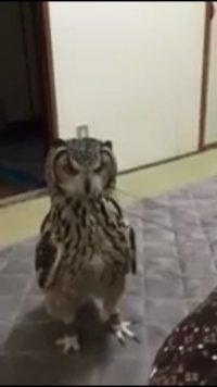 чё чё кто это кинул не я, Мем Че че че кто кто это кинул