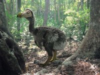 Создать мем Dodo