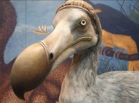 Создать мем Dodo