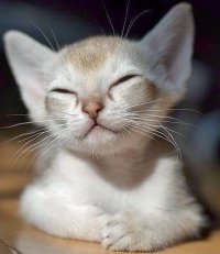 Создать мем Хитрый котик