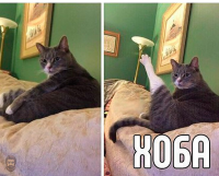 Создать мем Хоба