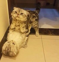 Создать мем Кошки