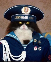 Создать мем Кот-капитан