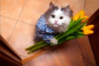 Создать мем Кот с цветами