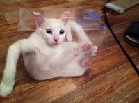 Создать мем Кот слушает