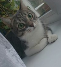Создать мем Кот