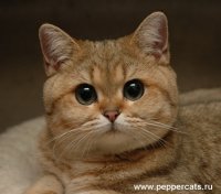 Создать мем Котенька