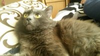 Создать мем Котей в ступоре