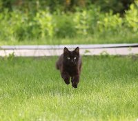 Создать мем Котик спешит