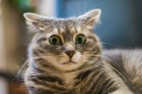 Создать мем Котик