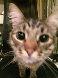 Создать мем Котики