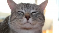Создать мем КотикиУлыбаха