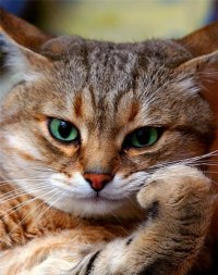 Создать мем Котлокоть