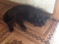 Создать мем Котоматрица