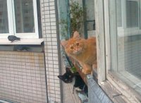 Создать мем Коты на Балконе