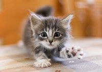 Создать мем Котёнок