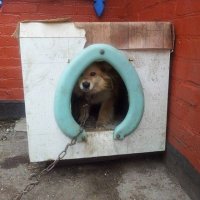 Создать мем Псина из сартира