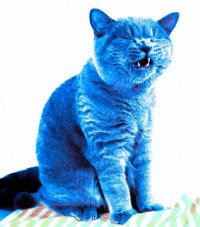 Создать мем Синий кот
