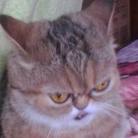 Создать мем То6i ni3да