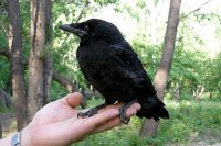 Создать мем ВОРОНА ЧЕРНАЯ