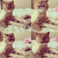 Создать мем Я зранку