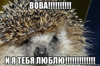 вова!!!!!!!!!! и я тебя люблю!!!!!!!!!!!!!