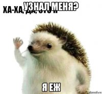 узнал меня? я еж