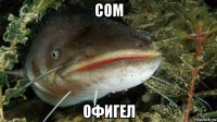 сом офигел