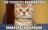 тел*11111111111-88888888888 какая красивая кошка