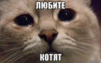 любите котят