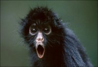 Создать мем Amazing monkey