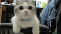 Создать мем Cat meow meow