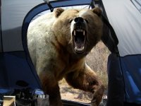 Создать мем Copper broke into the tent and yells aaaa