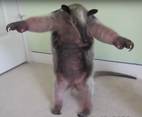 Создать мем Дерский
