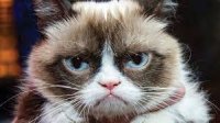 Создать мем Grumpy