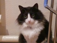 Создать мем Кот