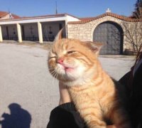 Создать мем Кот
