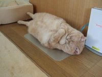 Создать мем Кот