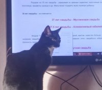 Создать мем Кот